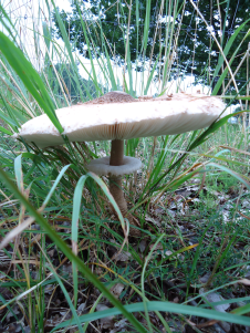 Stolt fjällskivling